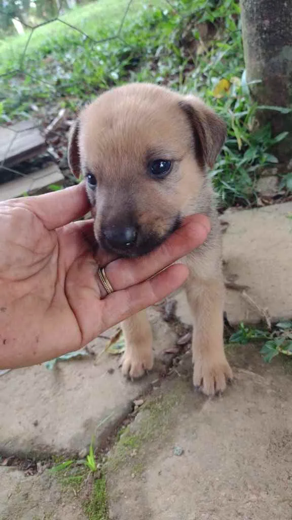 Cachorro ra a Srd idade Abaixo de 2 meses nome Pietro 