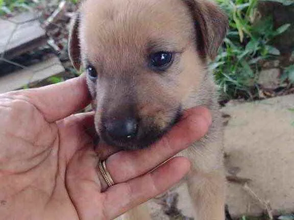 Cachorro ra a Srd idade Abaixo de 2 meses nome Pietro 