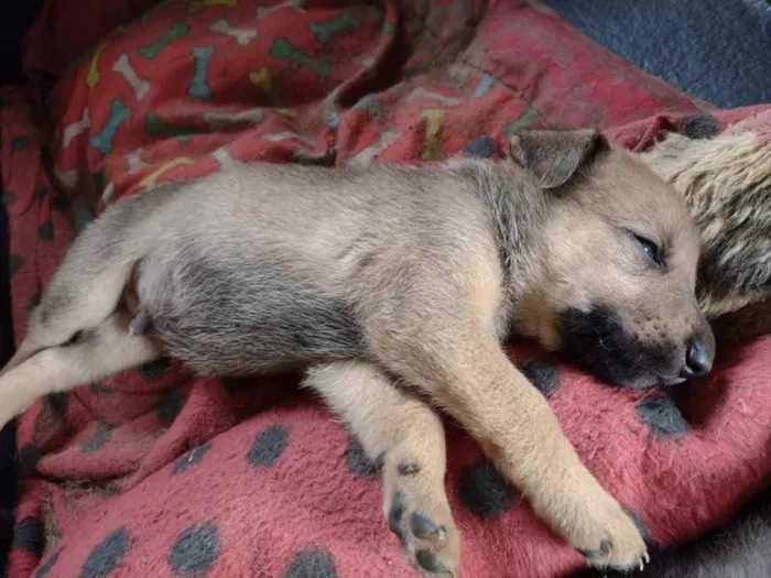 Cachorro ra a Srd idade Abaixo de 2 meses nome Luan