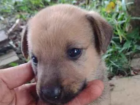 Cachorro ra a Srd idade Abaixo de 2 meses nome Pietro 