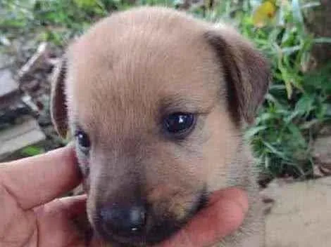 Cachorro ra a Srd idade Abaixo de 2 meses nome Pietro 