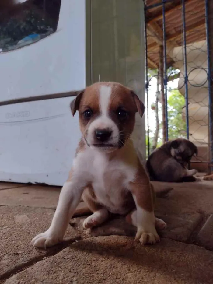 Cachorro ra a Srd idade Abaixo de 2 meses nome Jojoca