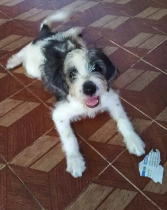 Cachorro ra a Srd idade 2 a 6 meses nome Filhotes 3 meses