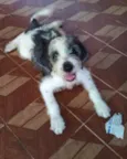 Filhotes 3 meses