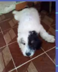 Filhotes 3 meses