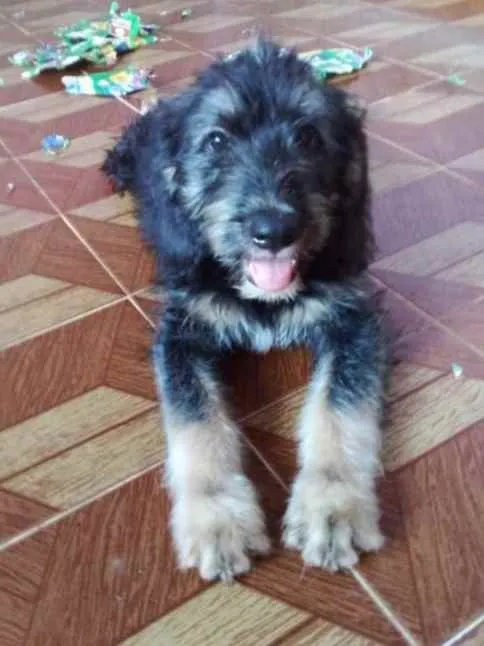 Cachorro ra a Srd idade 2 a 6 meses nome Filhotes 3 meses