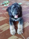 Filhotes 3 meses