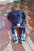 Filhotes 3 meses