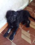 Filhotes 3 meses
