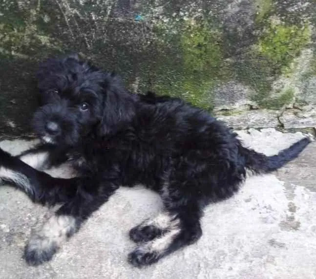 Cachorro ra a Srd idade 2 a 6 meses nome Filhotes 3 meses