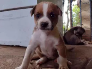 Cachorro raça Srd idade Abaixo de 2 meses nome Jojoca