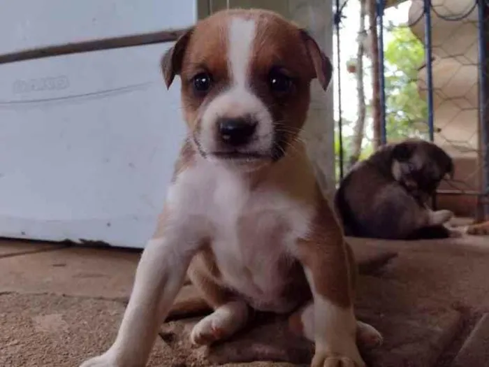 Cachorro ra a Srd idade Abaixo de 2 meses nome Jojoca