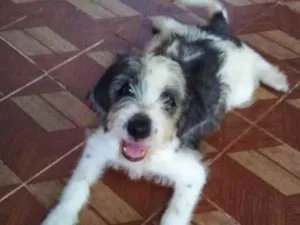 Cachorro raça Srd idade 2 a 6 meses nome Filhotes 3 meses