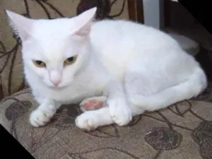 Gato raça Turco angora idade 3 anos nome Saphira