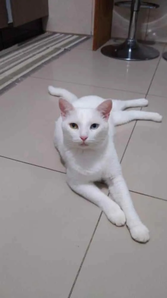 Gato ra a Angora turco idade 3 anos nome Leon