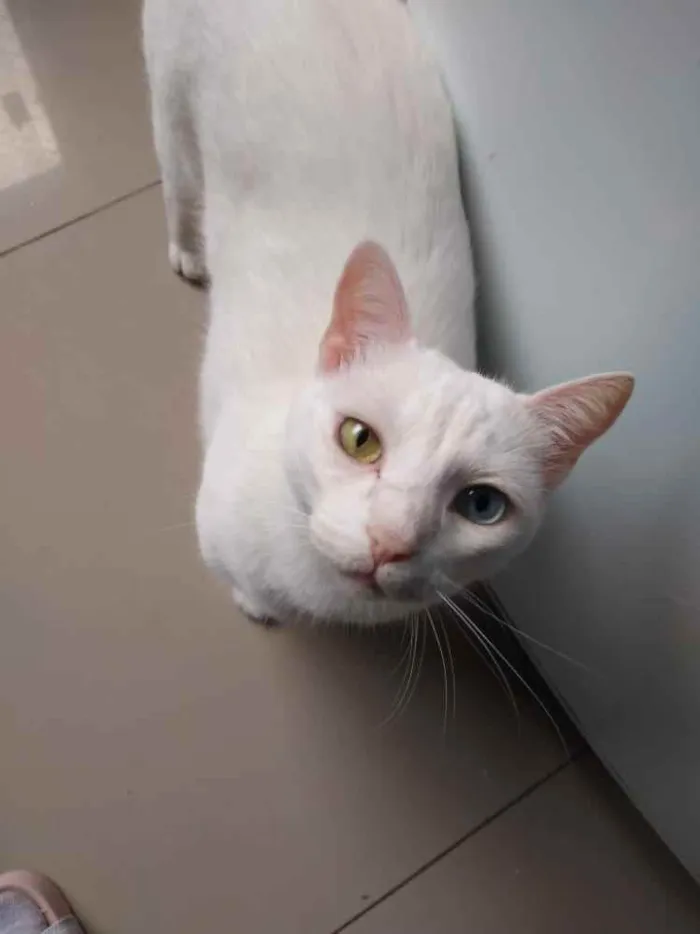 Gato ra a Angora turco idade 3 anos nome Leon