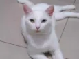Leon
