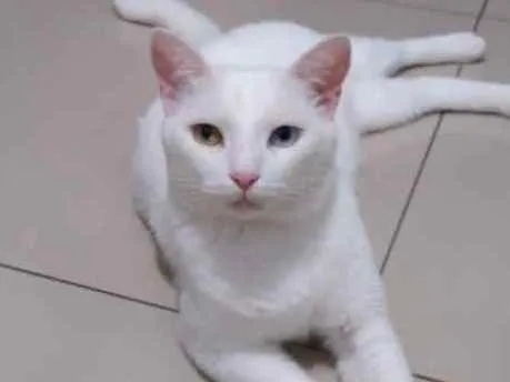 Gato ra a Angora turco idade 3 anos nome Leon
