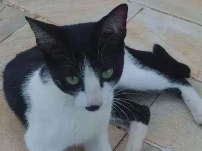 Gato raça SRD idade 2 a 6 meses nome Sem nome