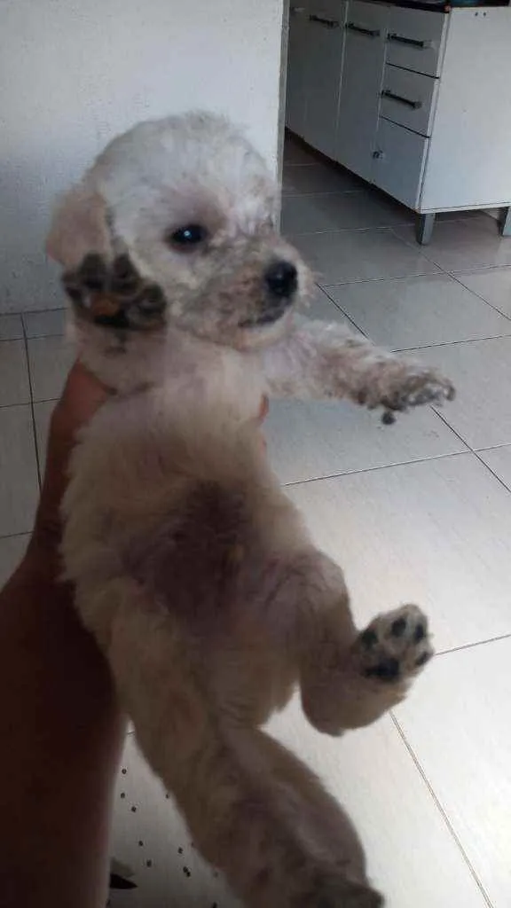 Cachorro raça SRD  idade 2 a 6 meses nome Jack 