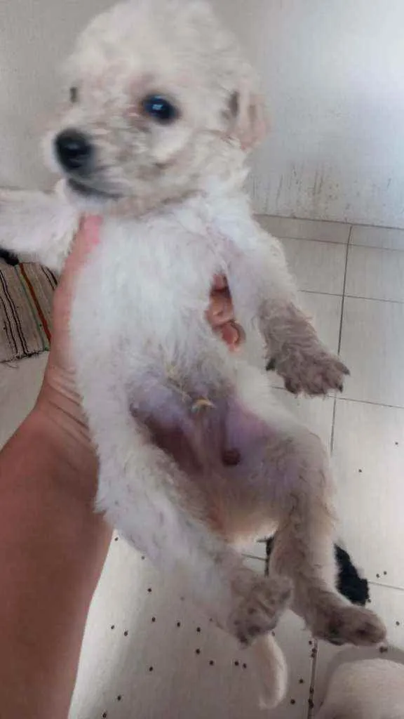 Cachorro raça SRD  idade 2 a 6 meses nome Tony 