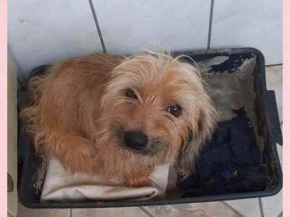 Cachorro raça SRD idade 3 anos nome avelã