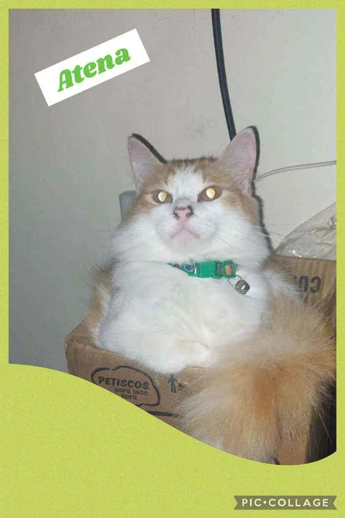 Gato raça SRD idade 7 a 11 meses nome atena