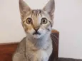 Gato raça SRD idade 2 a 6 meses nome Dorcas 