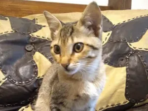 Gato raça SRD idade 2 a 6 meses nome Dorcas 