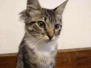 Gato raça SRD idade 2 a 6 meses nome Amanita 