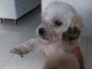 Cachorro raça SRD  idade 2 a 6 meses nome Jack 