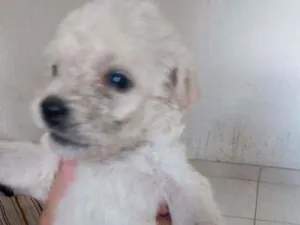 Cachorro raça SRD  idade 2 a 6 meses nome Tony 