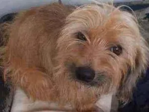 Cachorro raça SRD idade 3 anos nome avelã