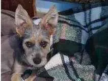Cachorro raça SRD idade 7 a 11 meses nome akira