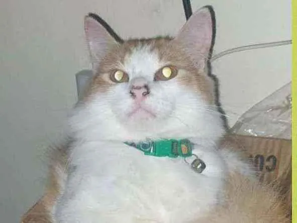 Gato raça SRD idade 7 a 11 meses nome atena