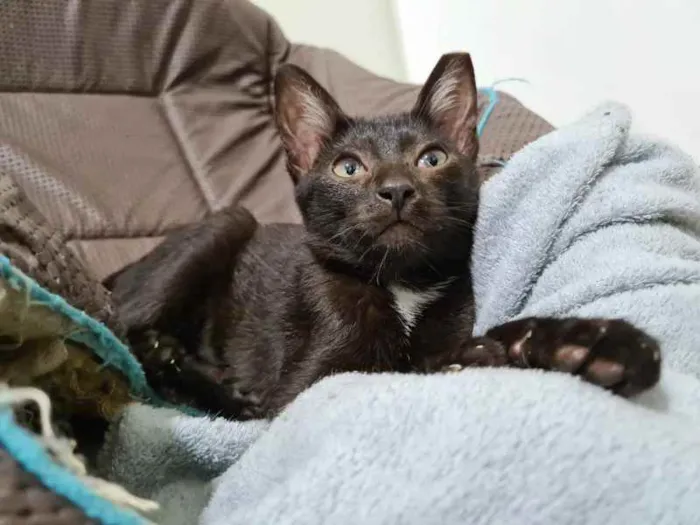 Gato raça SRD idade 2 a 6 meses nome June 