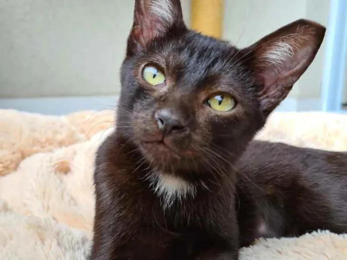 Gato raça SRD idade 2 a 6 meses nome June 