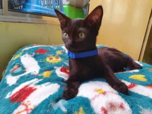 Gato raça SRD idade 2 a 6 meses nome Oz