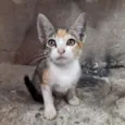 Tigresa