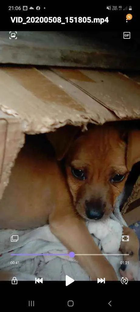 Cachorro ra a vira lata idade 1 ano nome Pequena