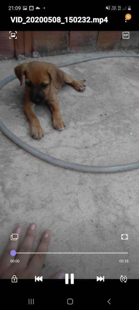 Cachorro ra a vira lata idade 1 ano nome Pequena