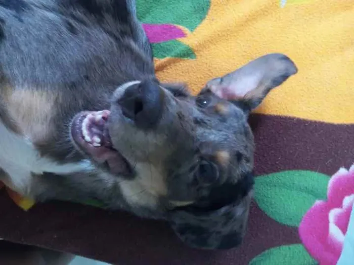 Cachorro ra a Mestiço idade 2 a 6 meses nome Marley