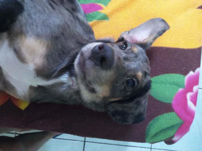 Cachorro ra a Mestiço idade 2 a 6 meses nome Marley