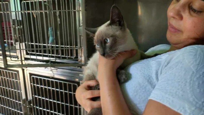 Gato ra a Siamês idade 2 a 6 meses nome Marc