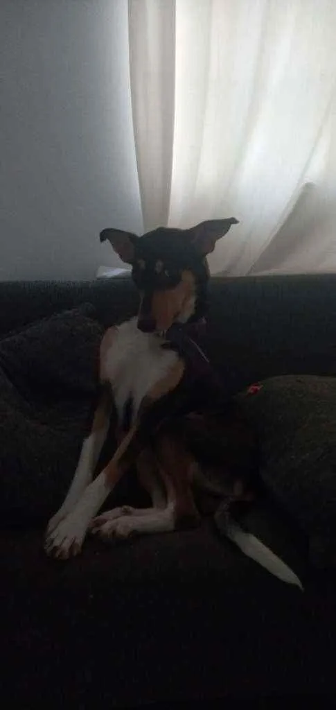 Cachorro ra a Srd idade 2 anos nome Menina