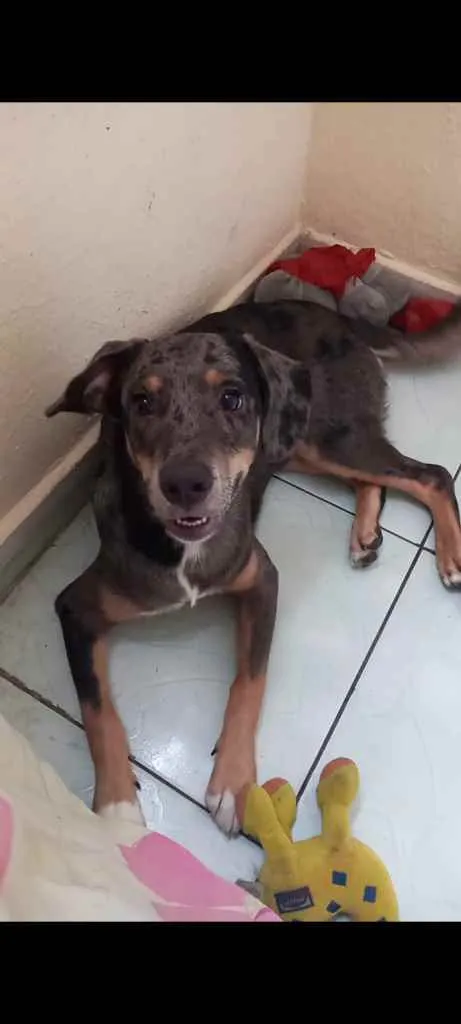 Cachorro ra a Mestiço idade 2 a 6 meses nome Marley