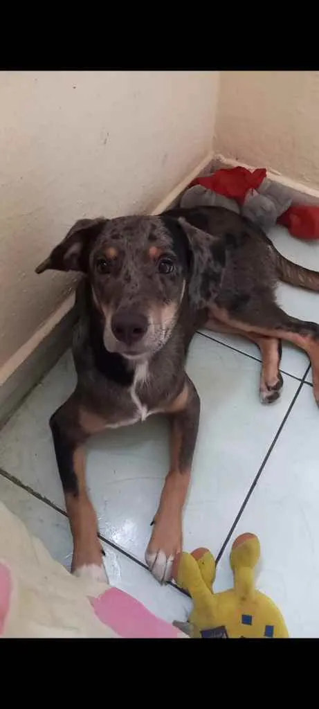 Cachorro ra a Mestiço idade 2 a 6 meses nome Marley