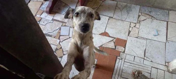 Cachorro ra a Vira Lata idade 2 anos nome Spike