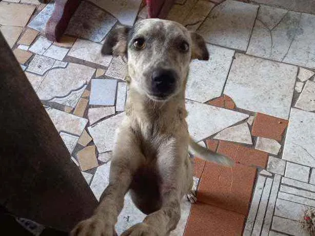 Cachorro ra a Vira Lata idade 2 anos nome Spike