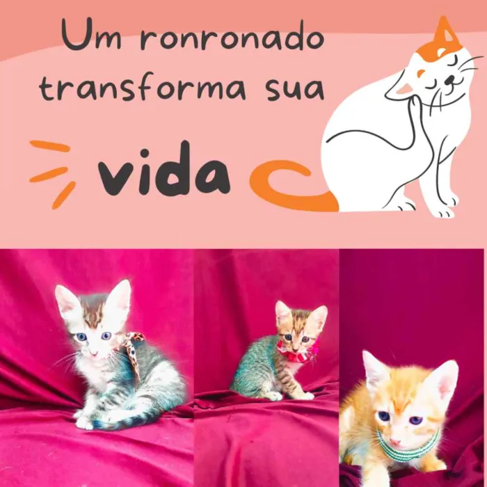 Gato raça Sem raça definida idade Abaixo de 2 meses nome Sem nome